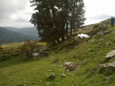 Rural land for sale in Laujar de Andarax, imagen 5