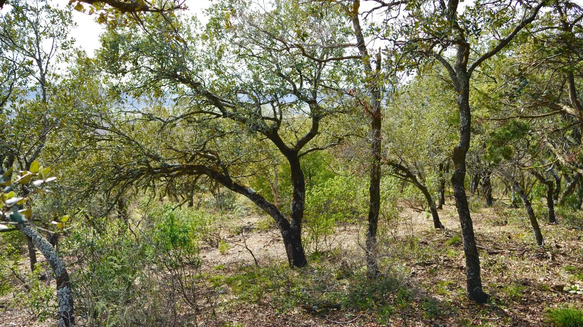 Land for sale in Arbancón