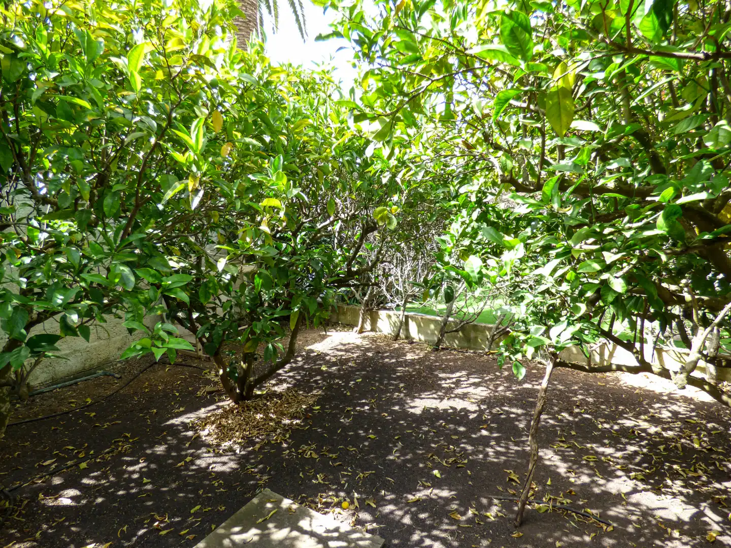 Jardí de Casa o xalet en venda en Vega Lagunera