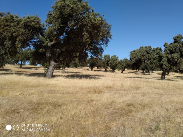 Terreno en Venta en Fuente Obejuna