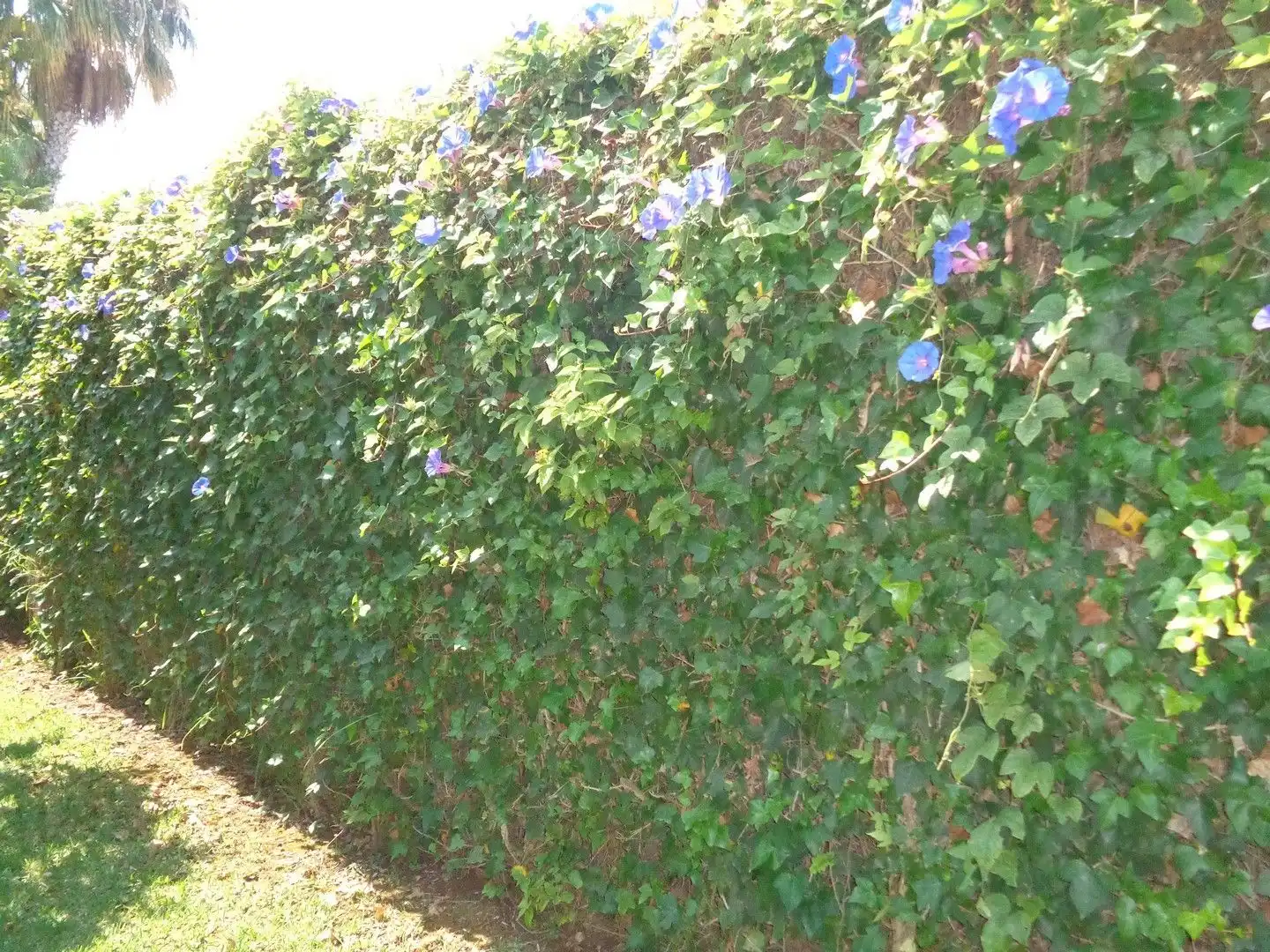Jardí de Casa o xalet en venda en Jávea / Xàbia amb Aire condicionat, Calefacció i Jardí privat