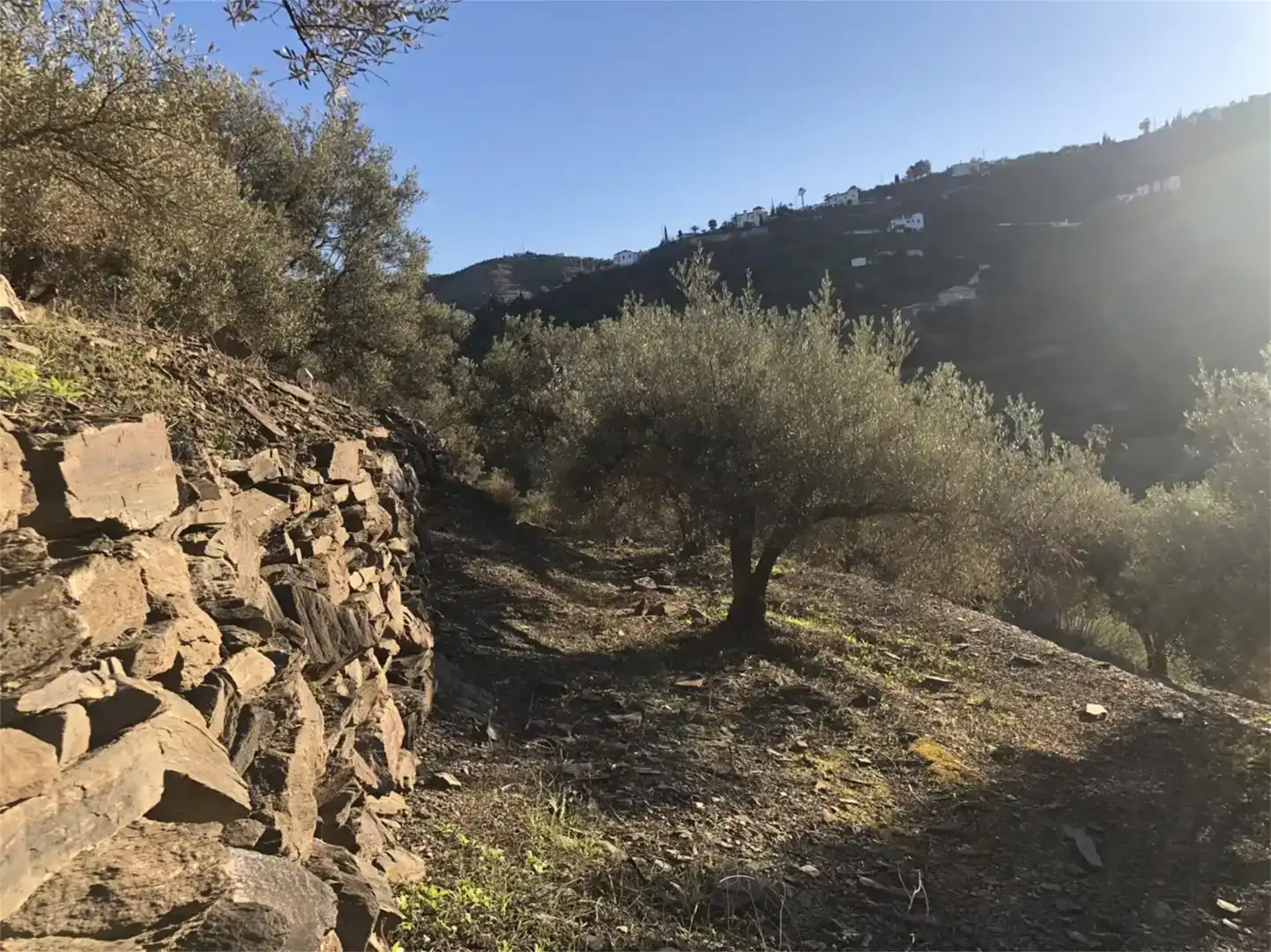 Finca rústica en venda en Torrox