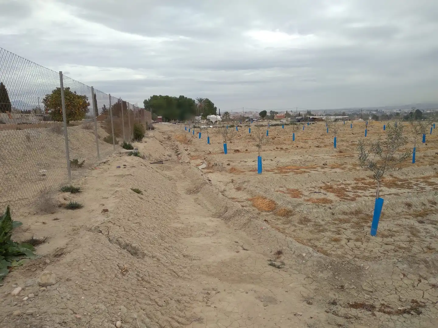 Terreny rústic en venda a Camino de la Almazara 226, imagen 8