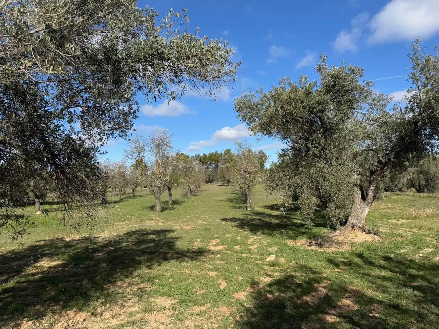 Terreni e lotti in vendita a Valderrobres, imagen 15