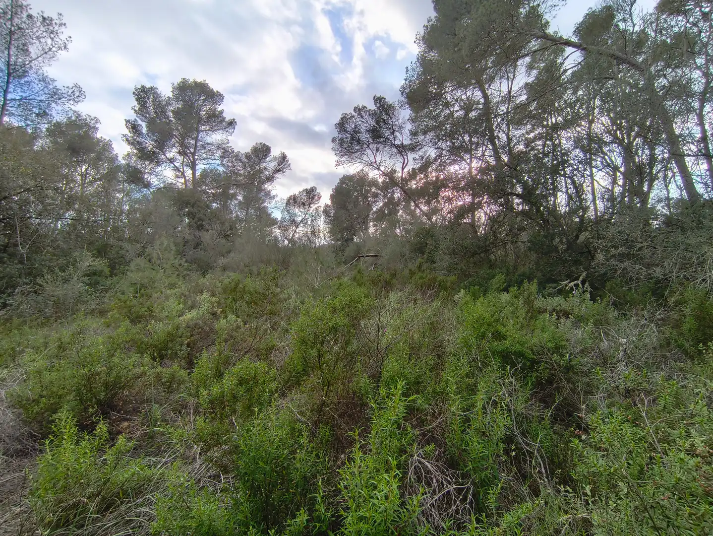 Terreno rustico in vendita a Algaida, imagen 2