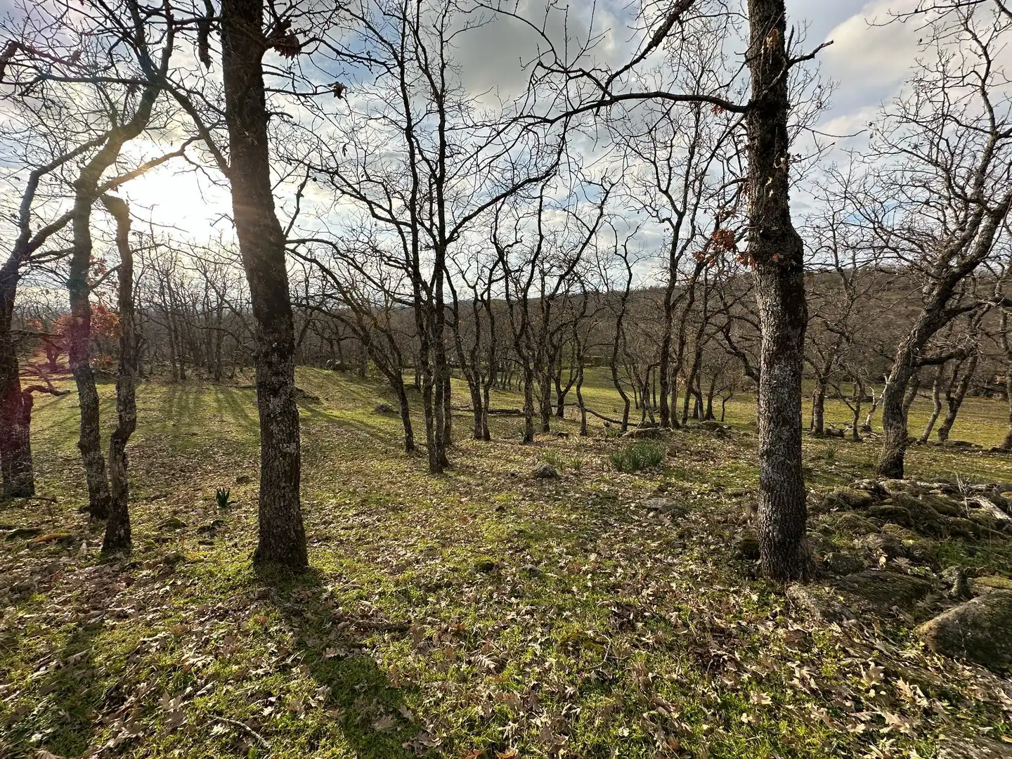 Terreni e lotti in vendita a Malpartida de Plasencia, imagen 3