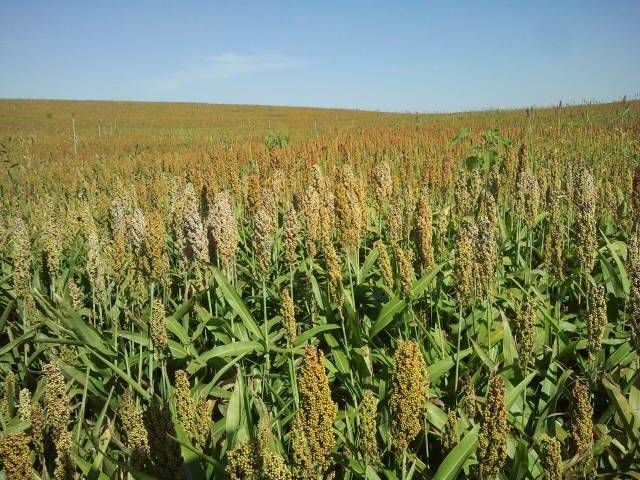 Terreno en Venta en San Miguel del Cinca