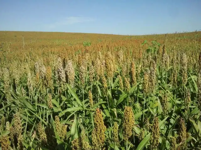 Terreni e lotti in vendita a San Miguel del Cinca