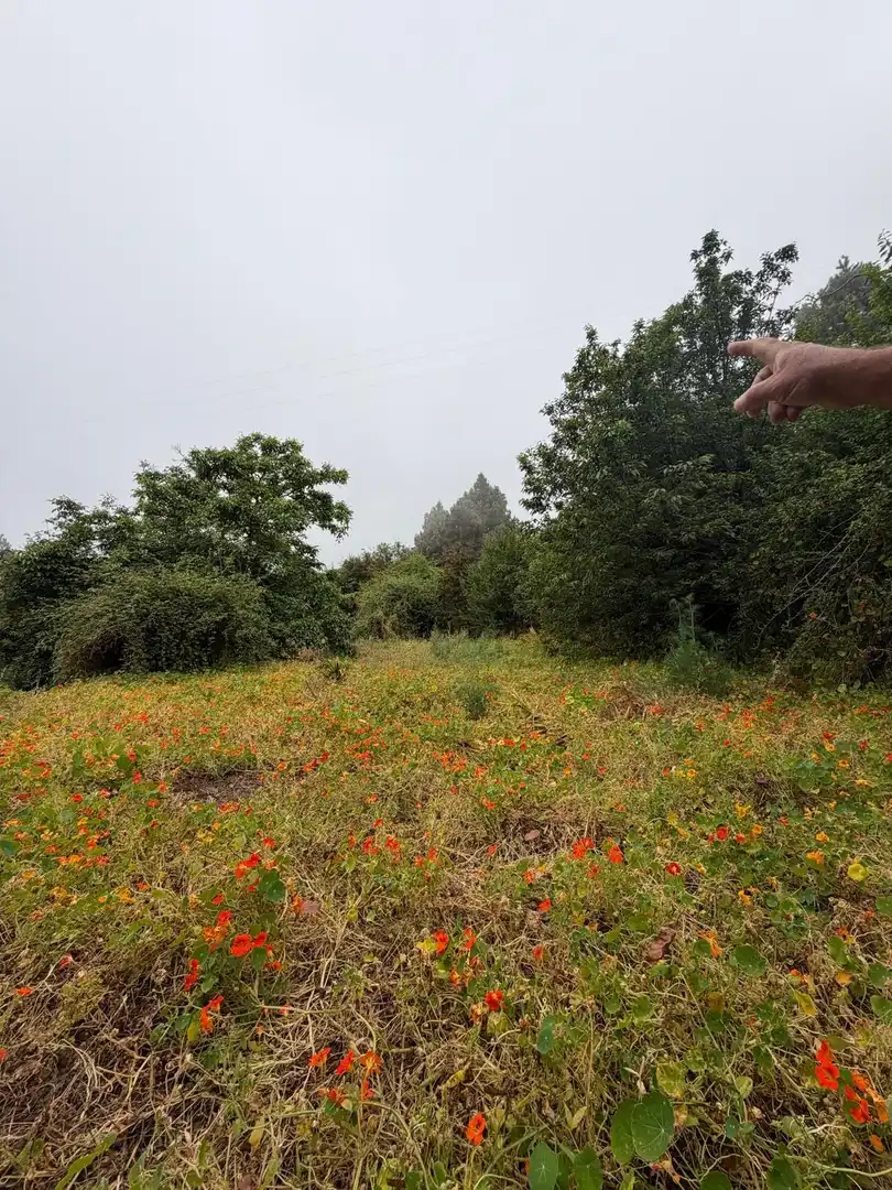 Terreno rustico in vendita a El Bebedero - Pinolere - Aguamansa, imagen 51