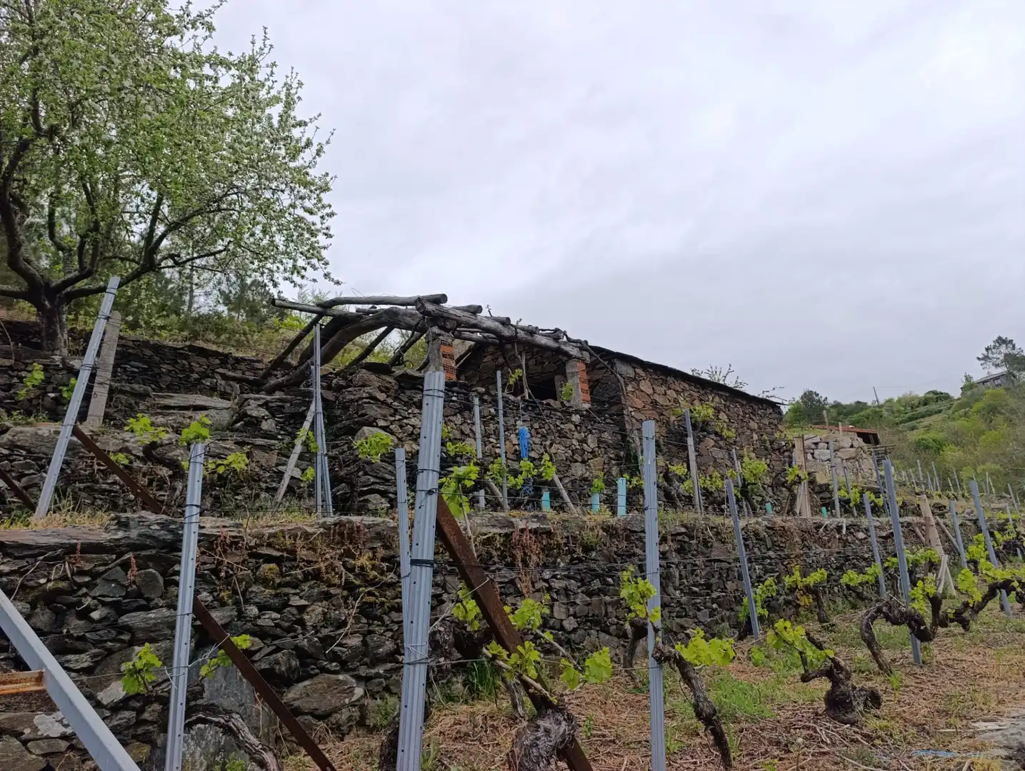 Casa rústica amb jardí en venda a O Saviñao, imagen 7