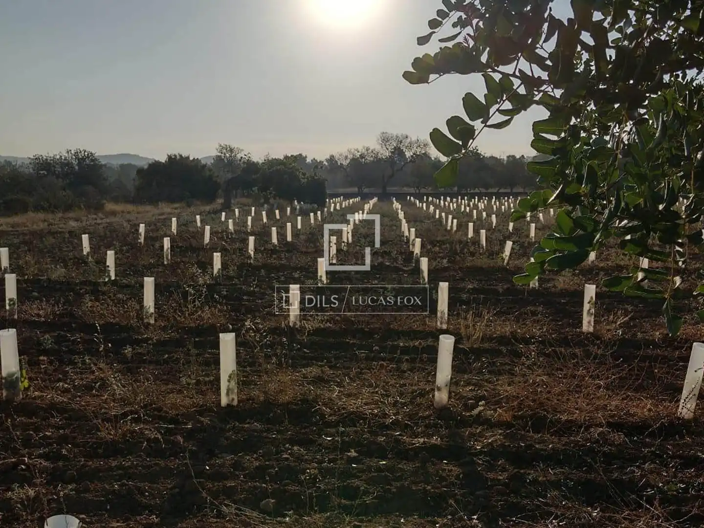Terreny rústic en venda a Sant Antoni de Portmany, imagen 4