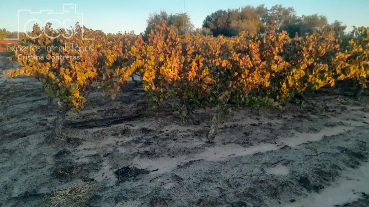 Terreno rustico in vendita a Almonte ciudad, imagen 9
