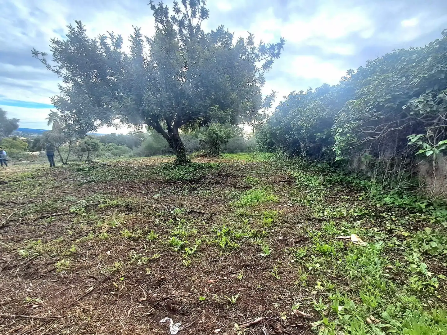 Terrenos y solares en venta en Calle El Pedregal, imagen 7