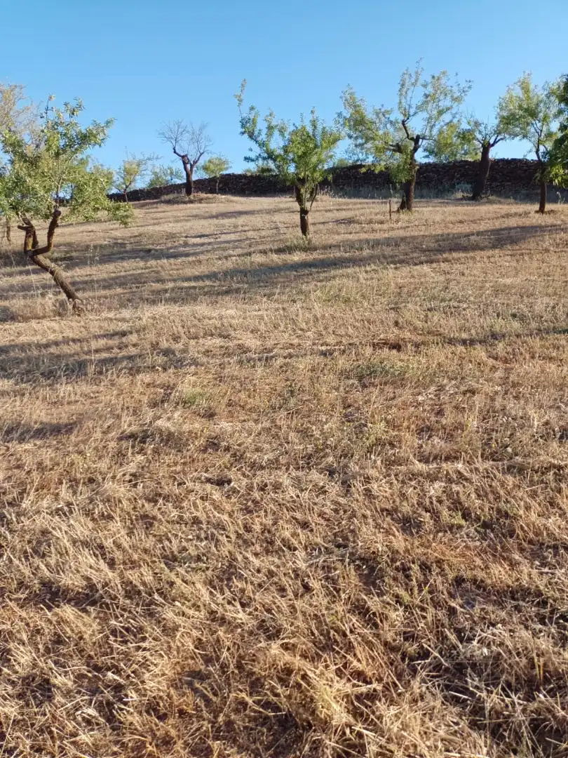 Rural land for sale in Nigüelas, imagen 6