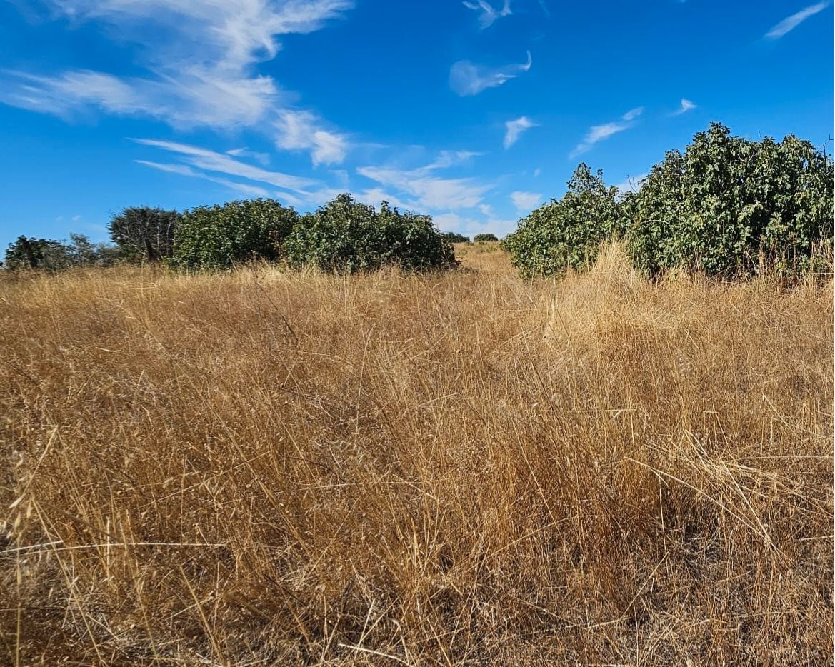 Industrial land for sale in El Álamo