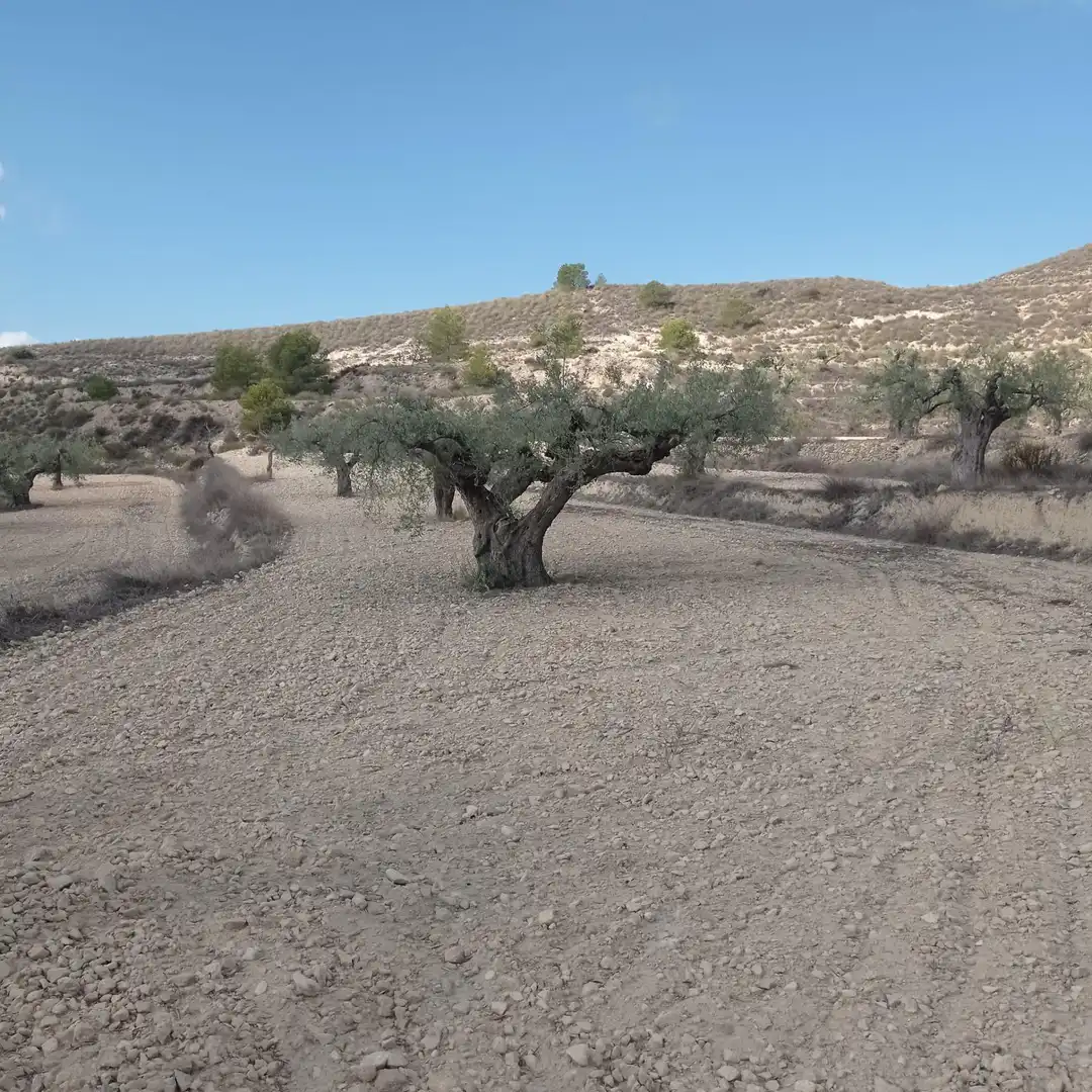Terrain rustique à vendre à Hondón de las Nieves / El Fondó de les Neus, imagen 3