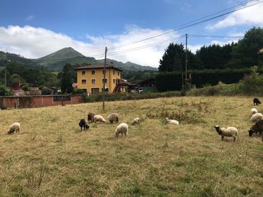 Terreni e lotti in vendita a Cangas de Onís