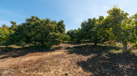 Foto 5 de Finca rústica en venta en Campo de Mijas, Mijas