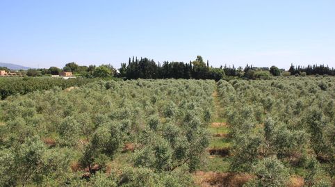 Foto 5 de Finca rústica en venda a De la Sénia, Riudoms, Tarragona