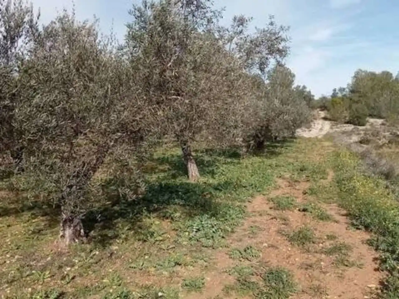 Terreno en venta en Guadasséquies