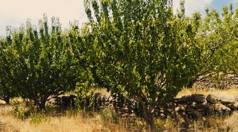 Foto 4 de Terreno en venta en N/a, -1, El Torno , Cáceres