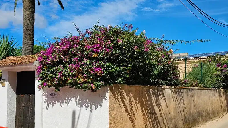 Jardín de Casa o chalet en venta en Santa María del Camí