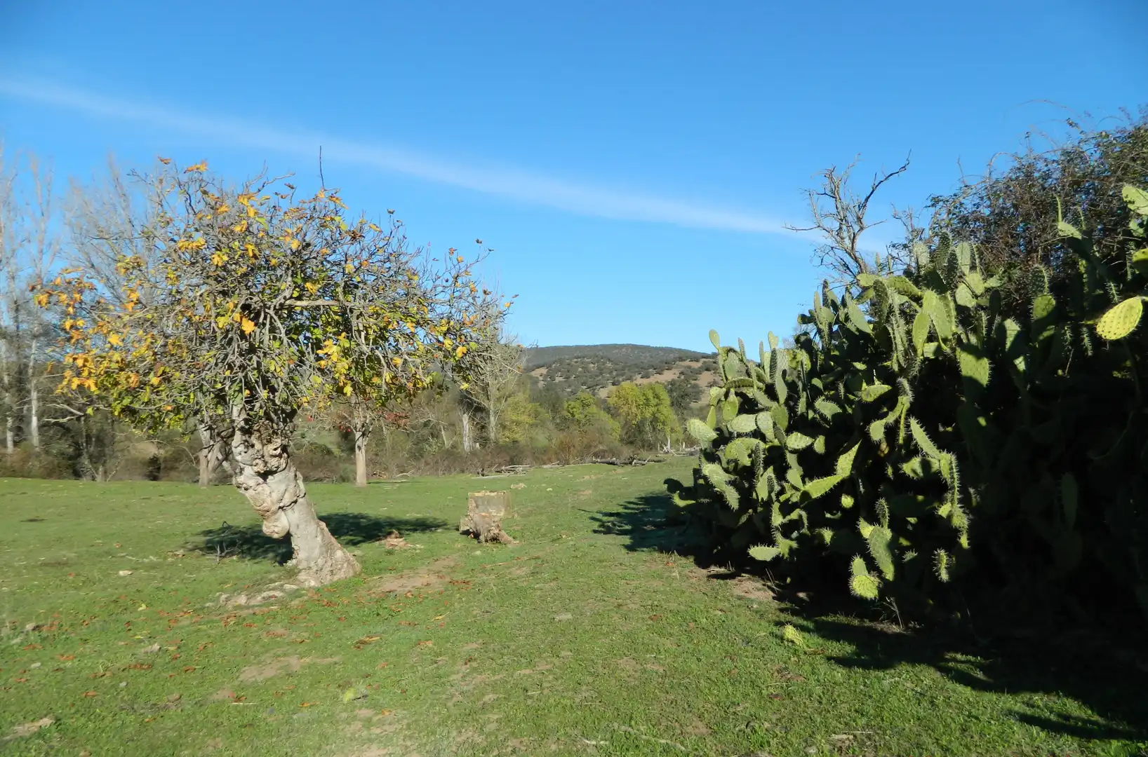 Rural land for sale in La Hispanidad - Verdeluz, imagen 38