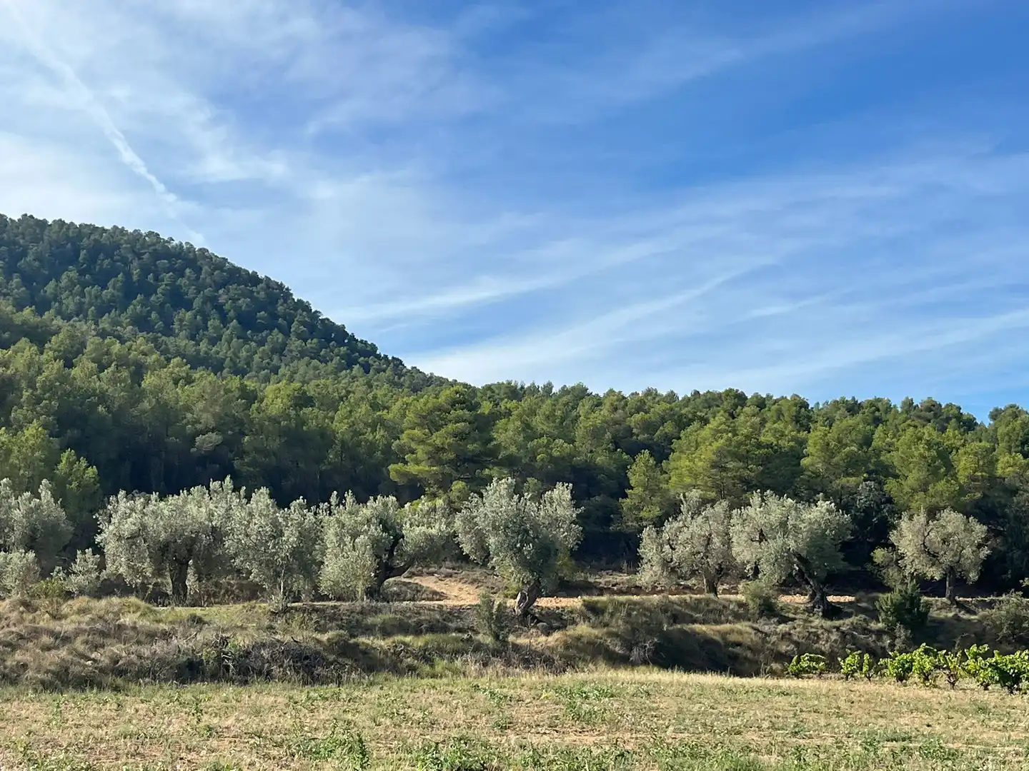 Terreni e lotti in vendita a Valderrobres, imagen 4