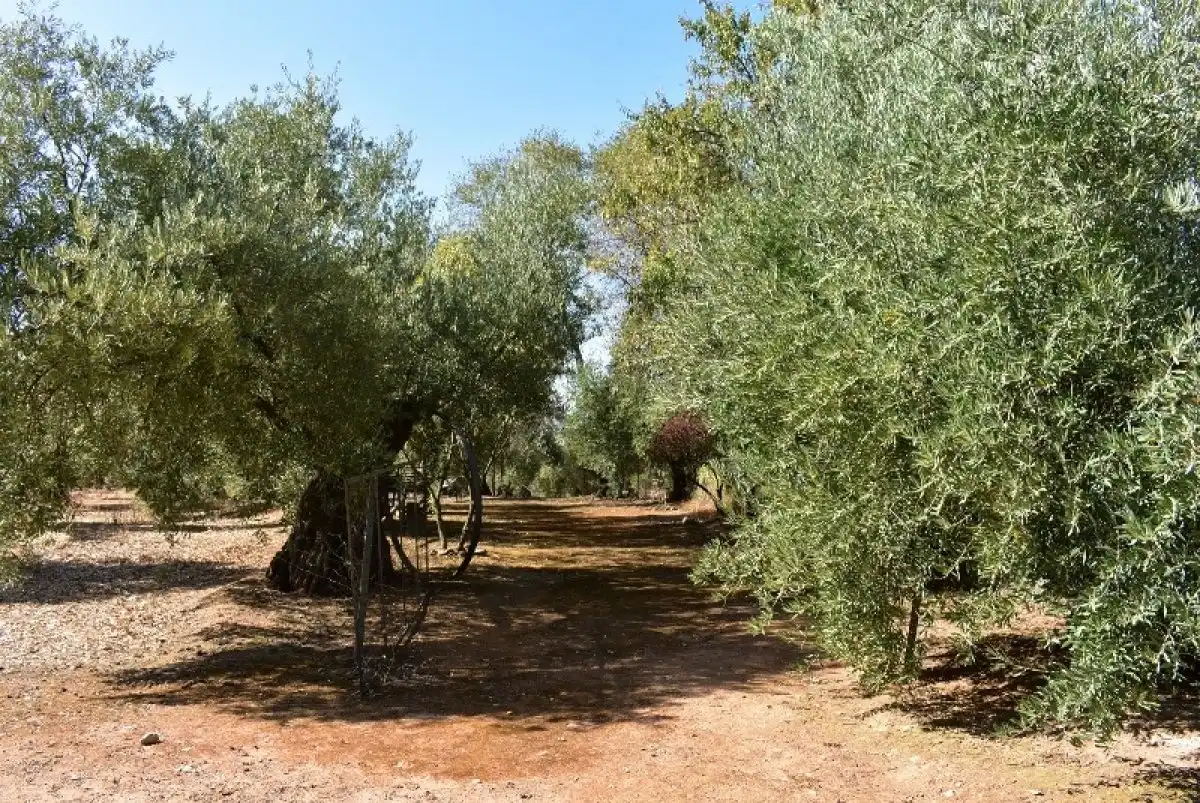 Garten von Country house zum Verkauf in Montoro mit Heizung, Möbliert und Alarm