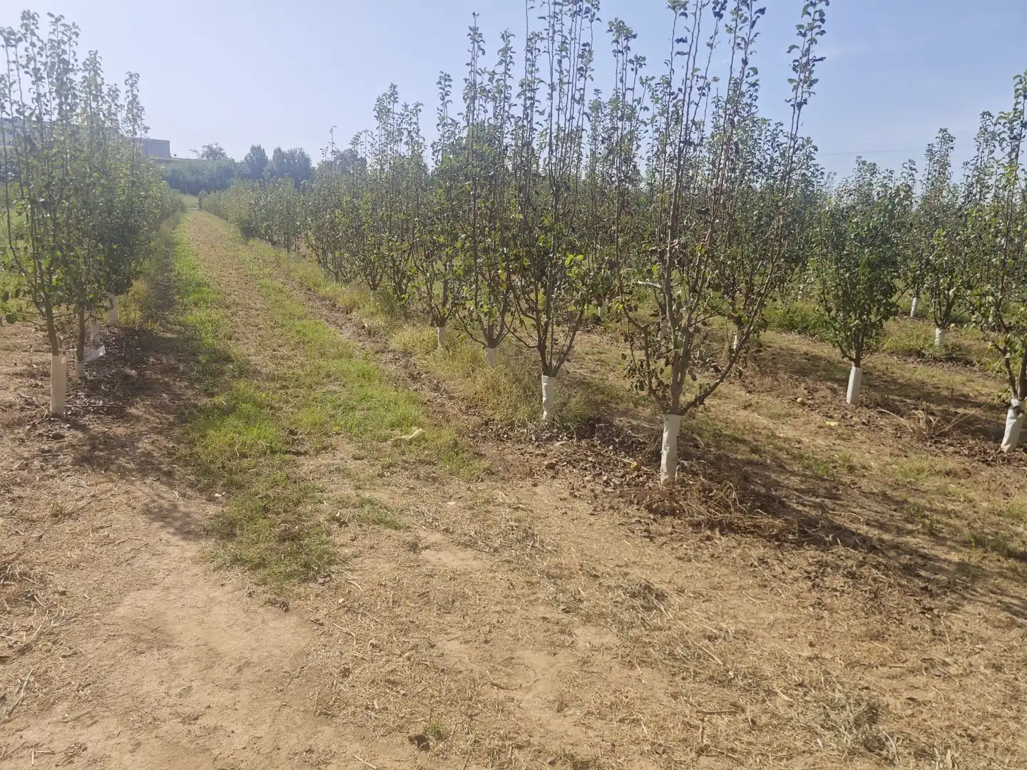 Land for sale in Albatàrrec