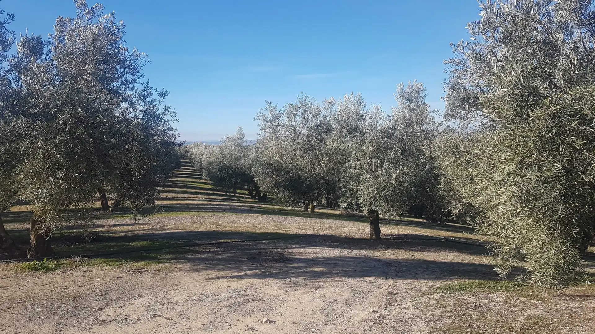 Terrenys i solars en venda a Calle Cañada de los Morteros 16D