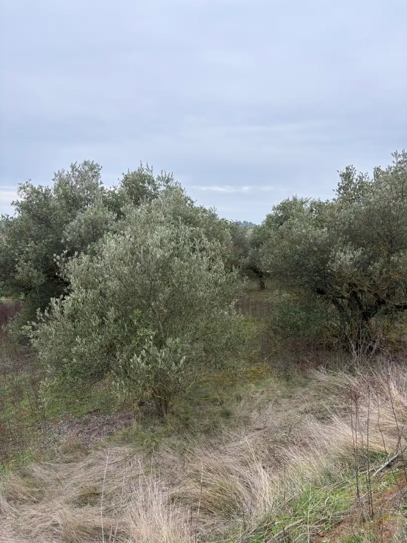 Terreno rústico en venta en Lardero, imagen 9