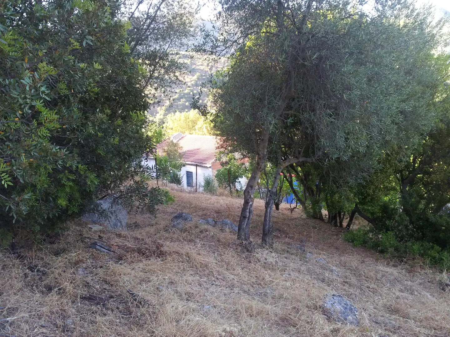 Finca rústica en venta en Ubrique