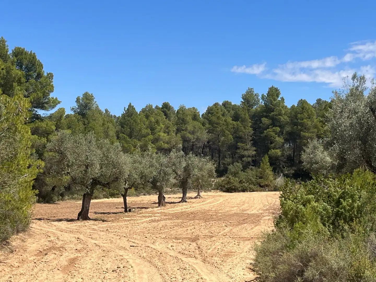 Terreni e lotti in vendita a Cretas
