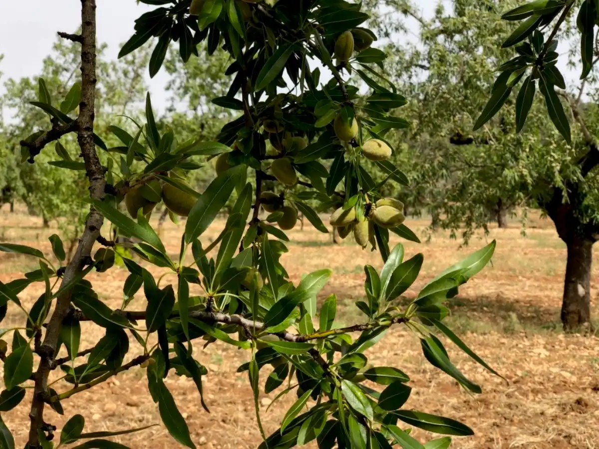 Rural land for sale in Horta de Sant Joan, imagen 5