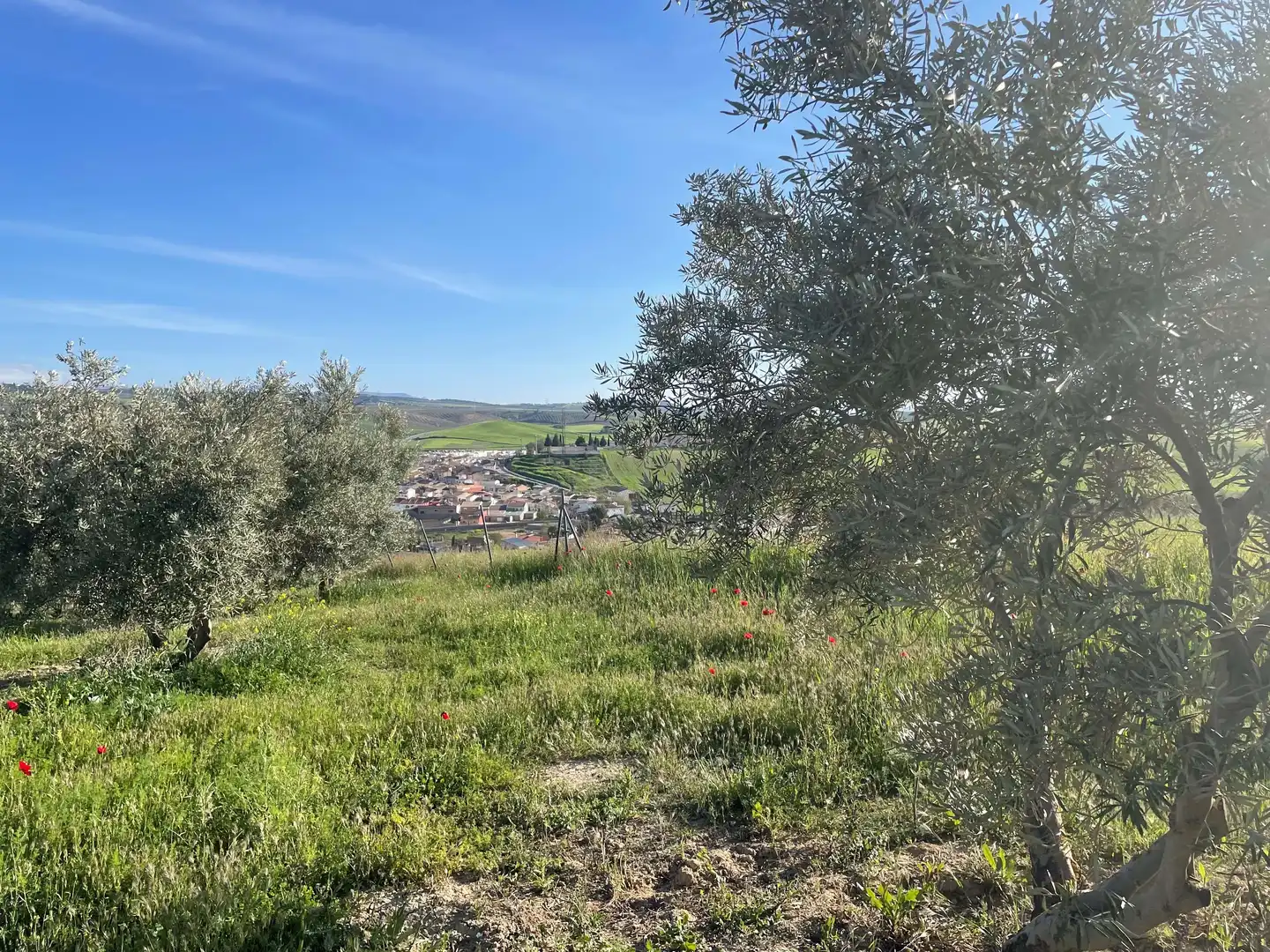 Finca rústica en venta en Montejícar