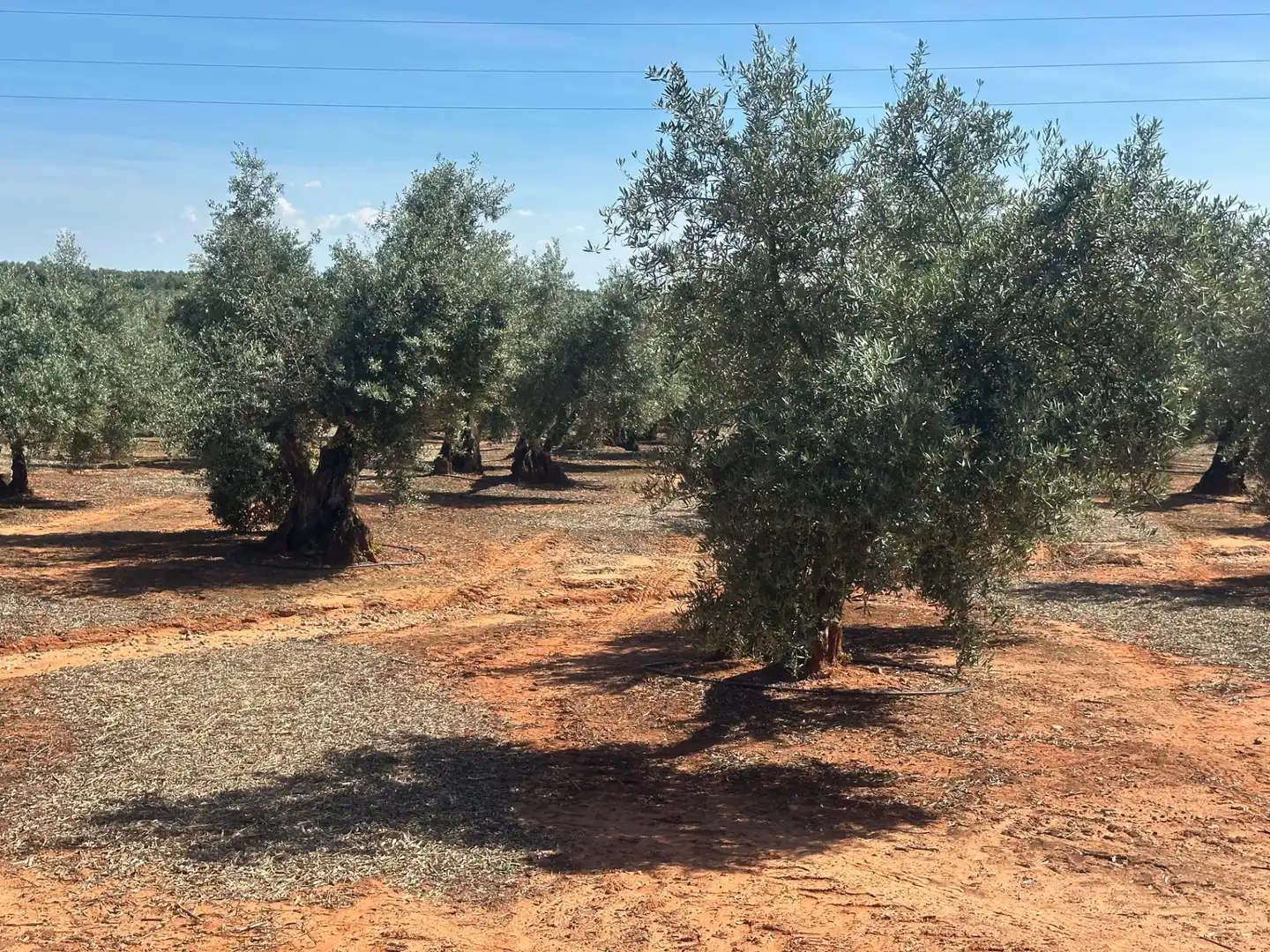 Land for sale in Villanueva de la Reina