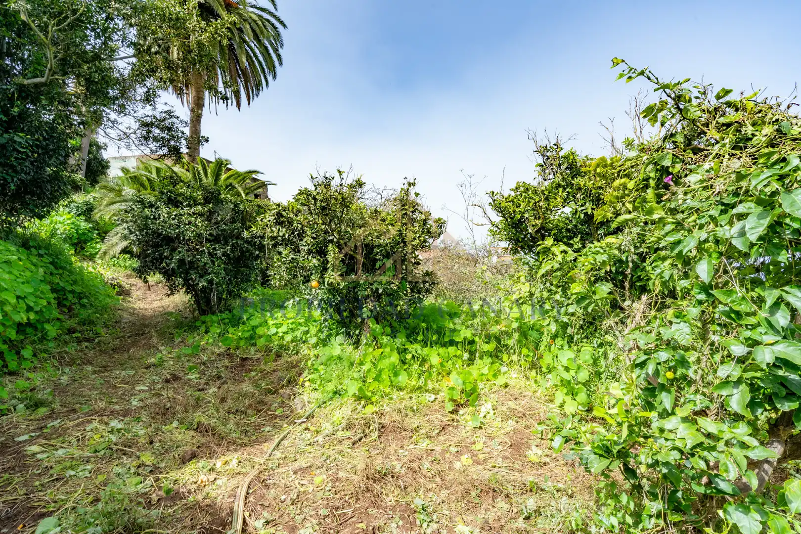 Finca rústica en venda en La Victoria de Acentejo