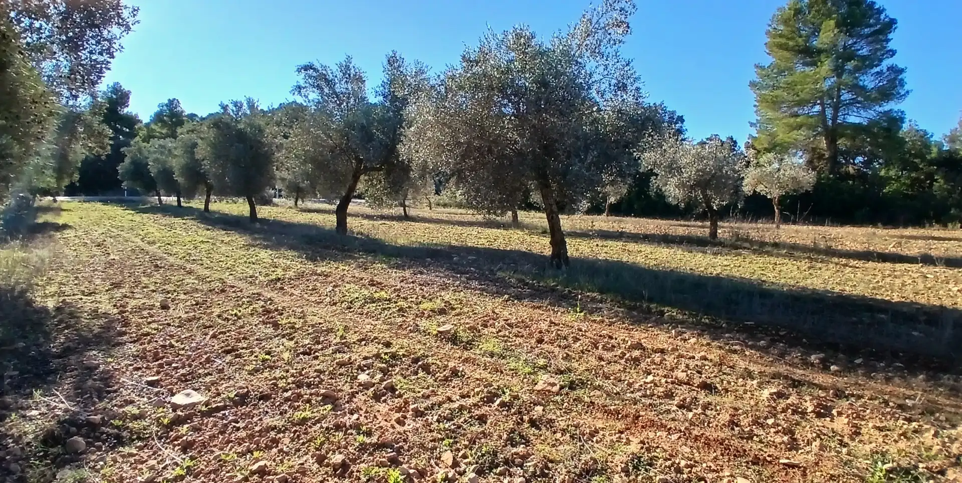 Terreno rustico in vendita a N/A, imagen 3