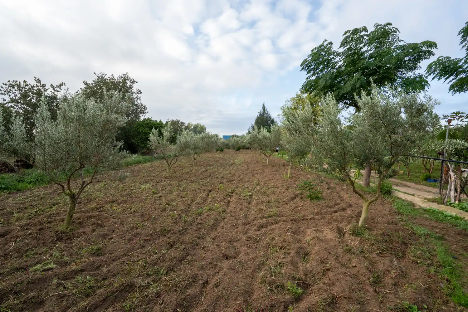 Terreny rústic en venda a Camí del Lloron de Tortosa 28, imagen 22