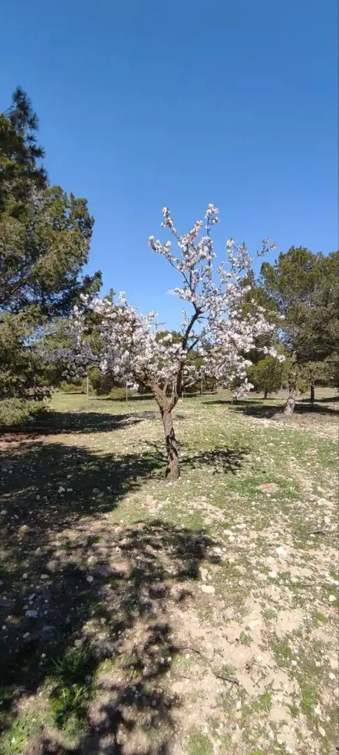 Terreno rustico in vendita a Pedanías - Extrarradio, imagen 2