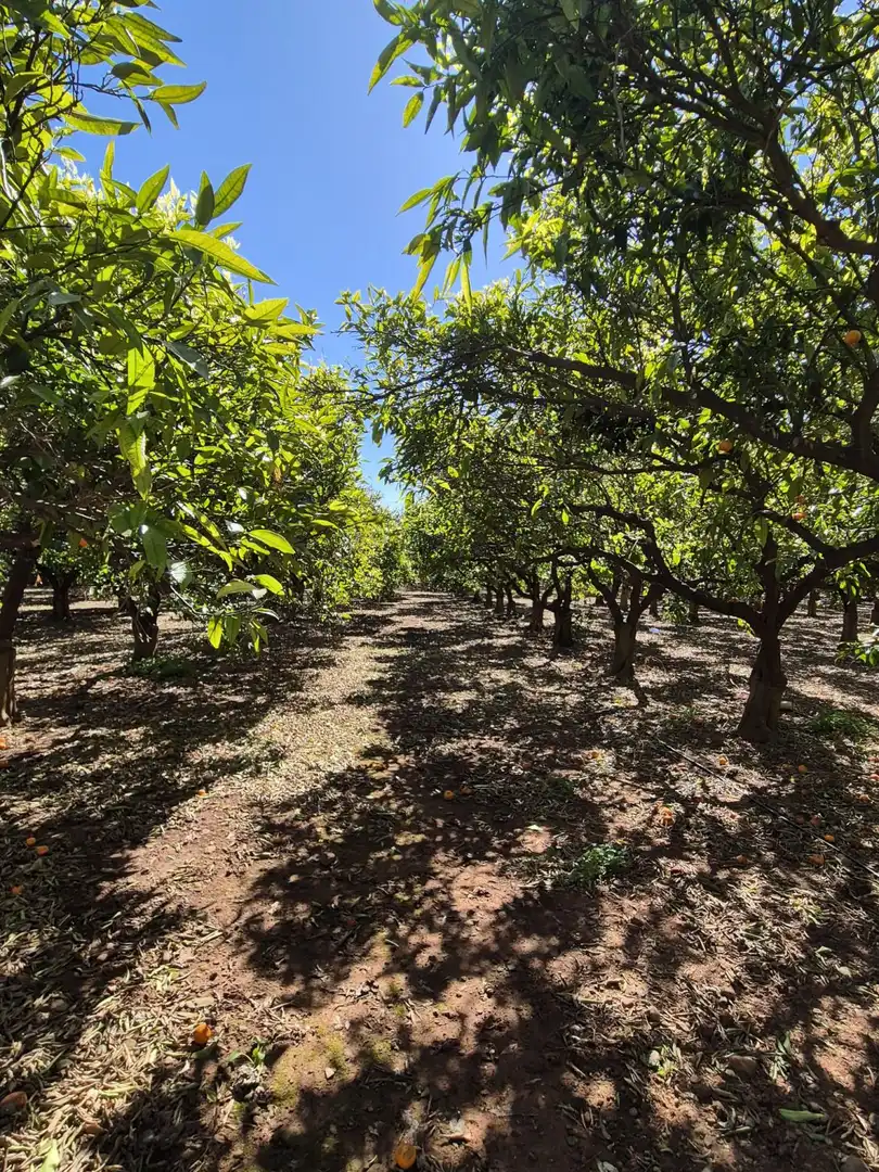 Vista exterior de Finca rústica en venta en Vila-real