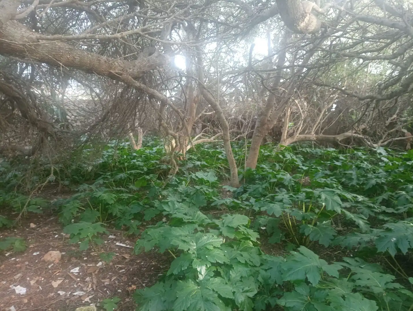 Terrenys i solars en venda a Sant Lluís - S'Ullestrar - Torret, imagen 4
