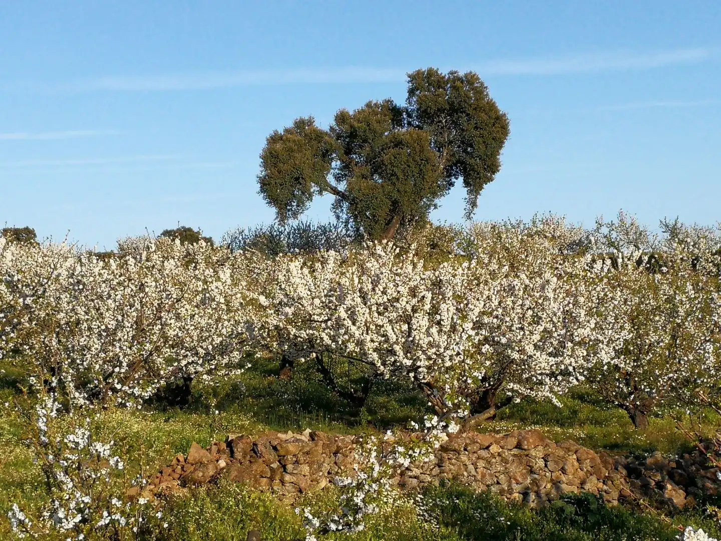 Garten von Grundstücke zum Verkauf in Tejeda de Tiétar