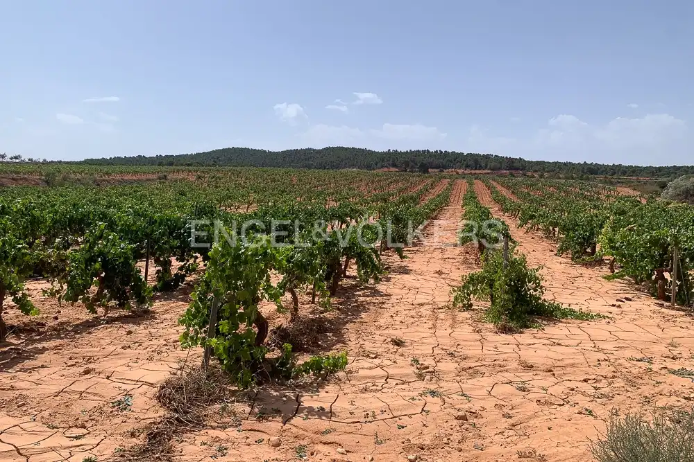 Lands and plots for sale in Requena, imagen 44