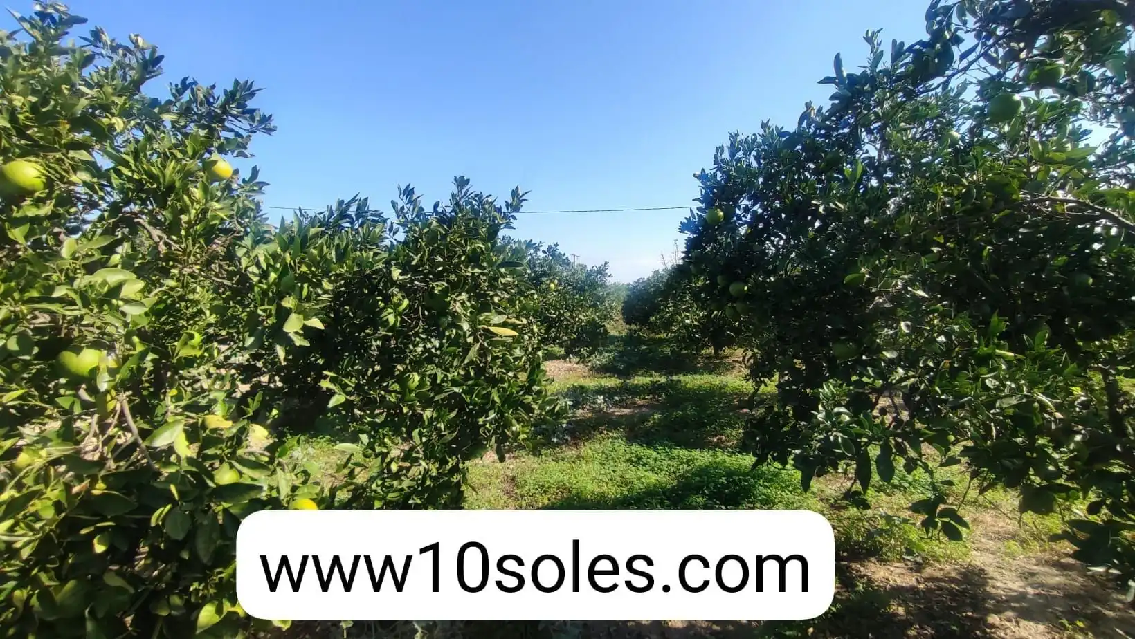 Terreno rustico in vendita a Jacarilla, imagen 14
