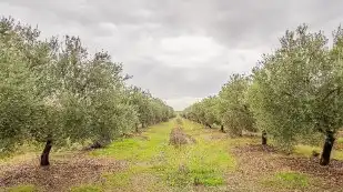 Rural land for sale in La Rambla