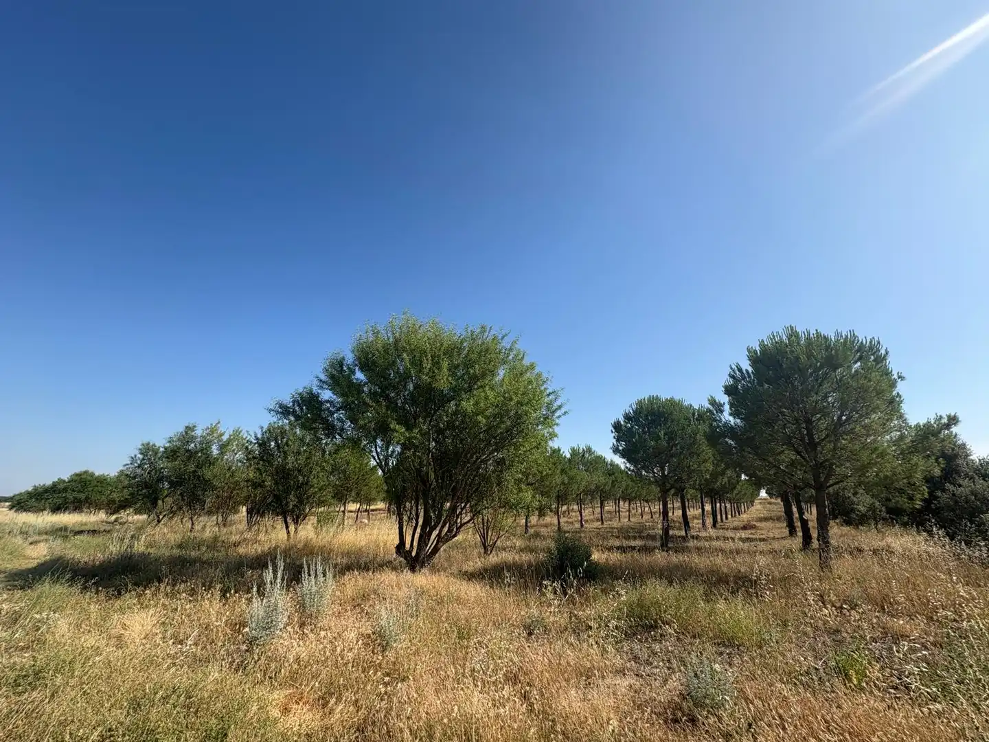Terreno en venta en Cogeces del Monte