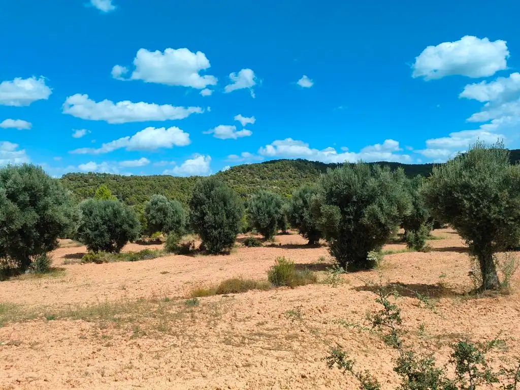 Grundstücke zum Verkauf in Belmonte de San José