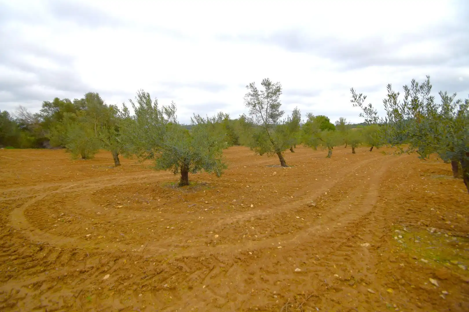 Rural land for sale in Muro, imagen 9